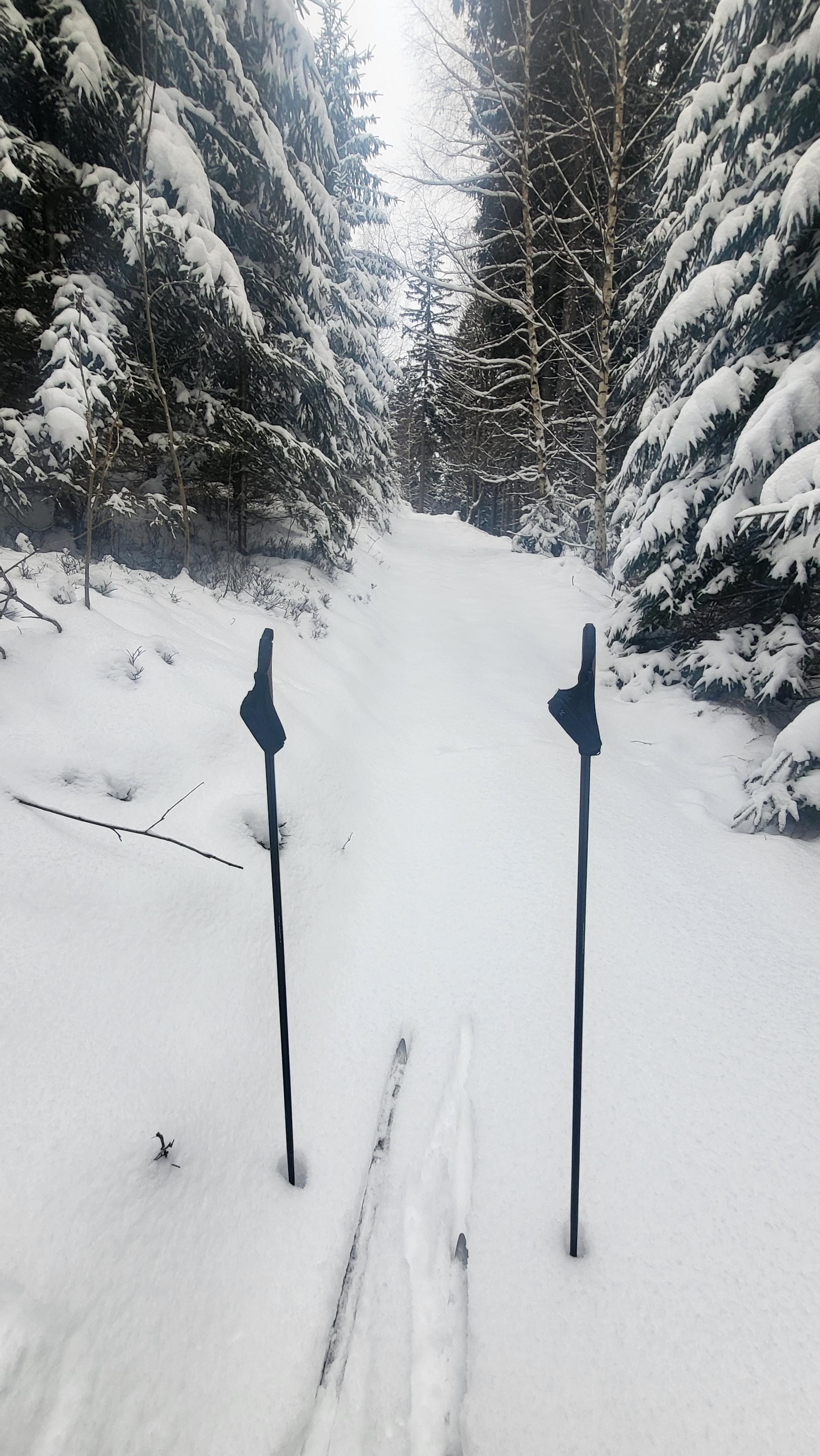 Obnova zasněžené běžecké stopy běžkama v na lesní cestě