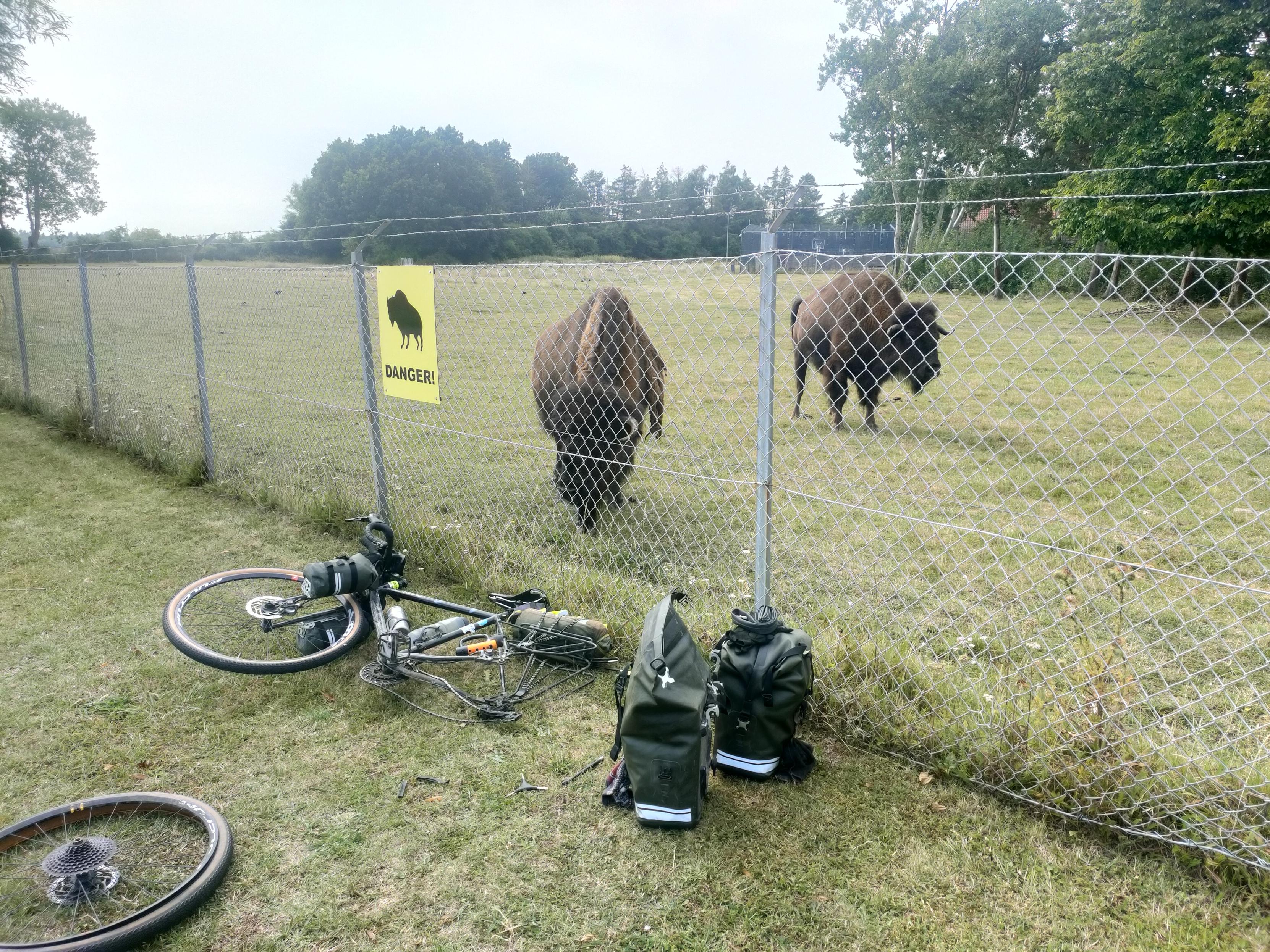 My bike with rear wheel removed in front of a fence. Behind the fence are two curious bisons.